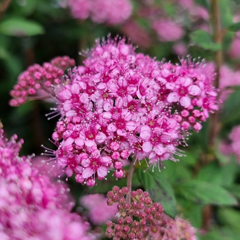 Poprocks® Petite Spirea | Spiraea japonica ‘Minspil04’ | Bloomin' Easy