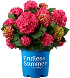 Endless Summer® Summer Crush® | Reblooming Compact Hydrangea