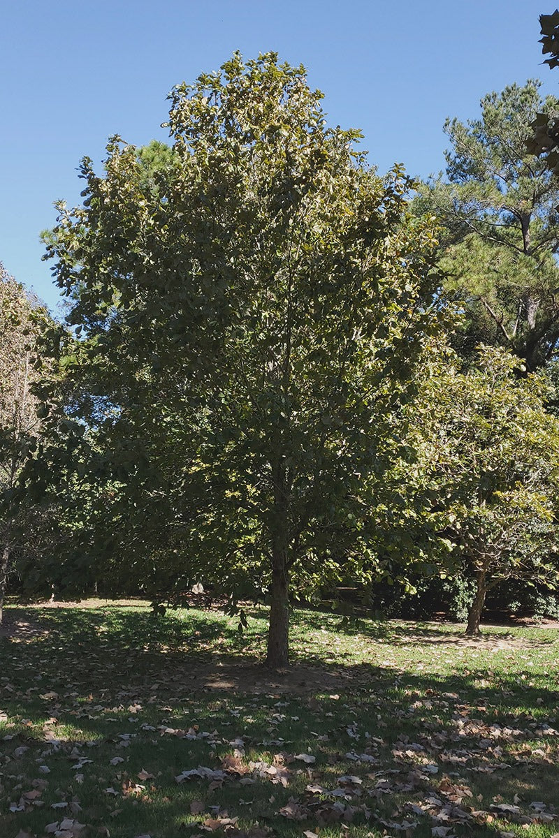 Swamp Chestnut Oak | Quercus michauxii