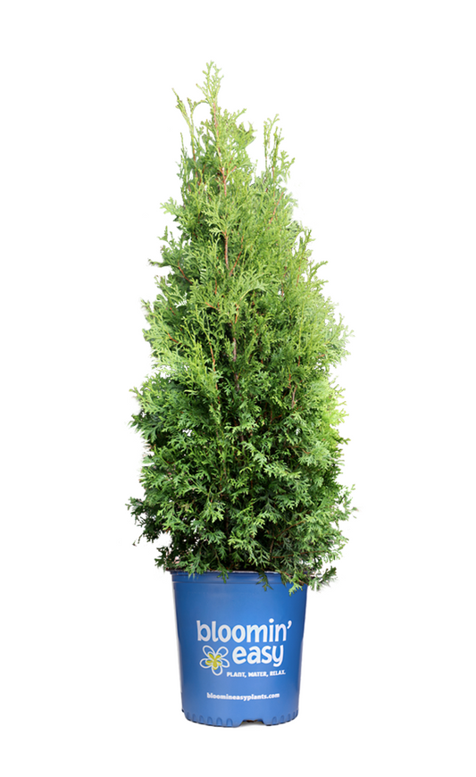 Private Jet™ Arborvitae |Bloomin’ Easy® Collection