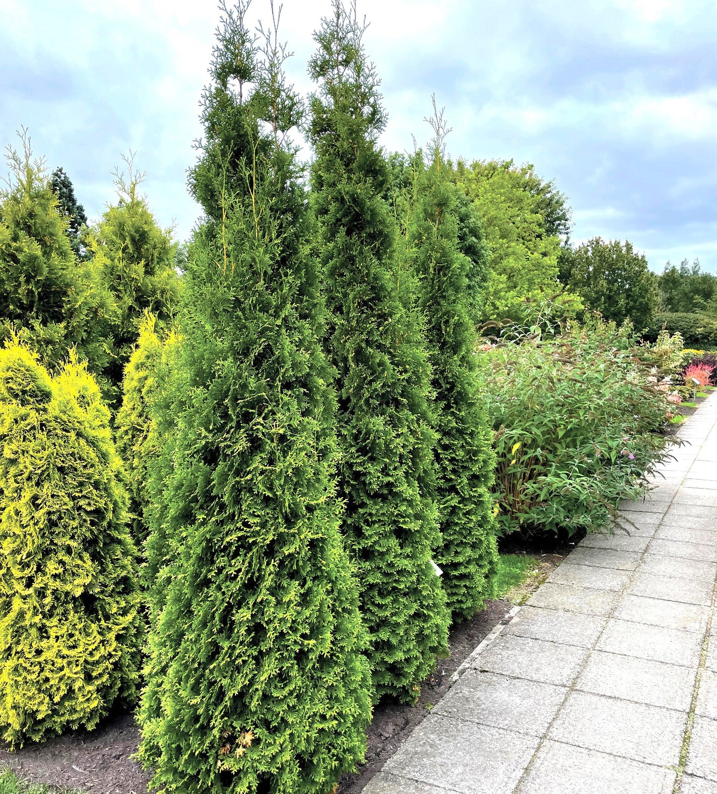 Private Jet™ Arborvitae |Bloomin’ Easy® Collection
