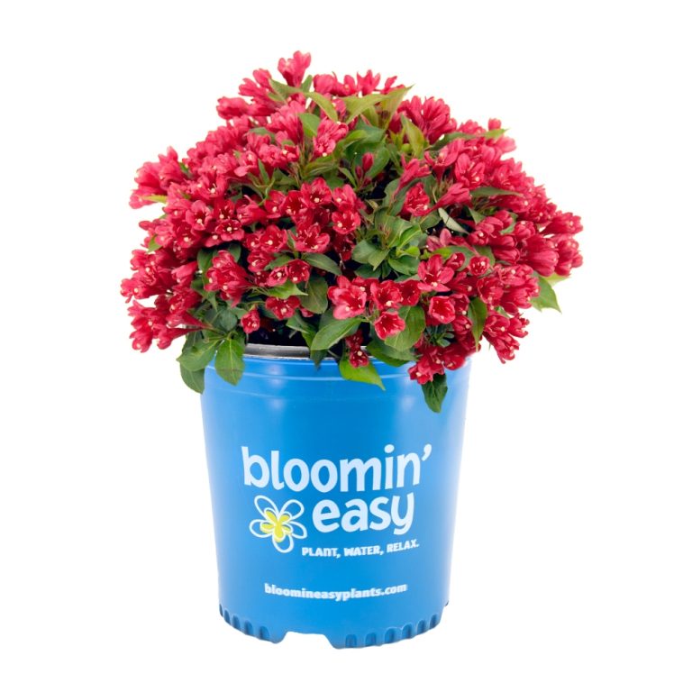 Crimson Kisses™ Weigela by Bloomin' Easy – Compact Reblooming Shrub with Vivid Red Blooms