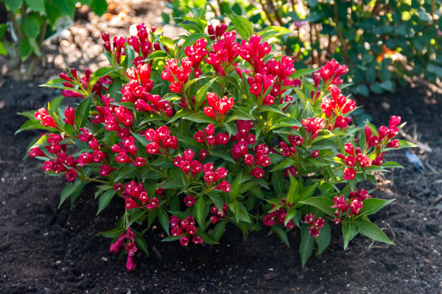 Crimson Kisses® Weigela