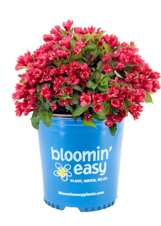 Crimson Kisses® Weigela