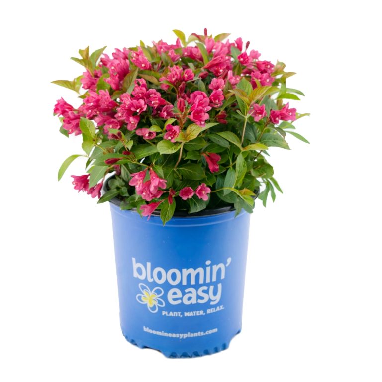 Stunner® Weigela – Bold Magenta Blooms & Dark Foliage by Bloomin’ Easy®
