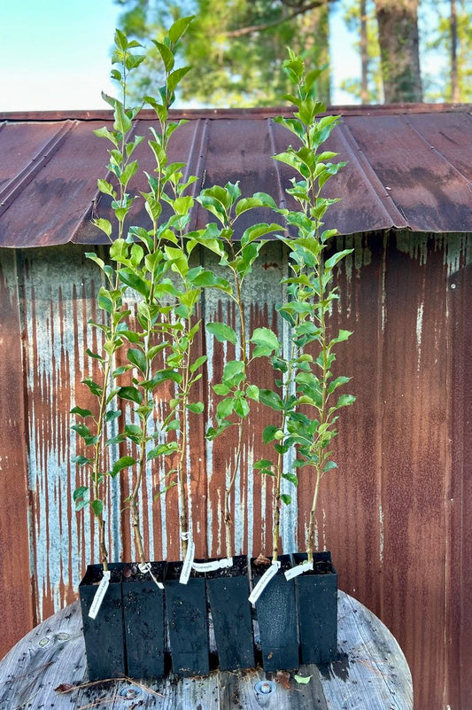 Apple Tree Package – 6 Hardy Varieties | Includes Crabapple & Heirloom Favorites