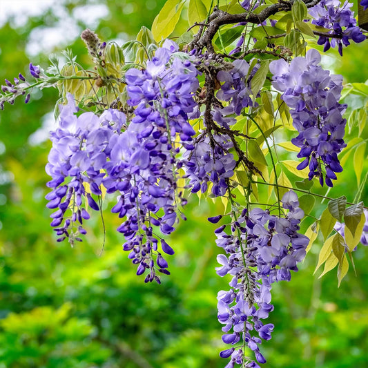 Blue Moon Wisteria