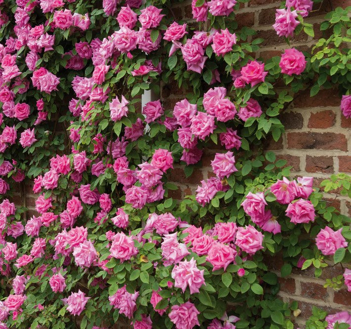 Climbing Rose | Zéphirine Drouhin Rose | French Bourbon Rose