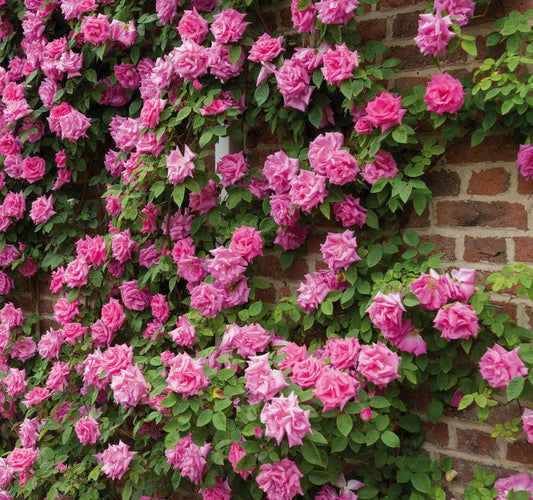 Climbing Rose | Zéphirine Drouhin Rose | French Bourbon Rose