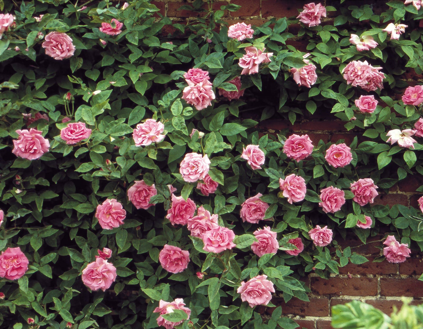 Climbing Rose | Zéphirine Drouhin Rose | French Bourbon Rose