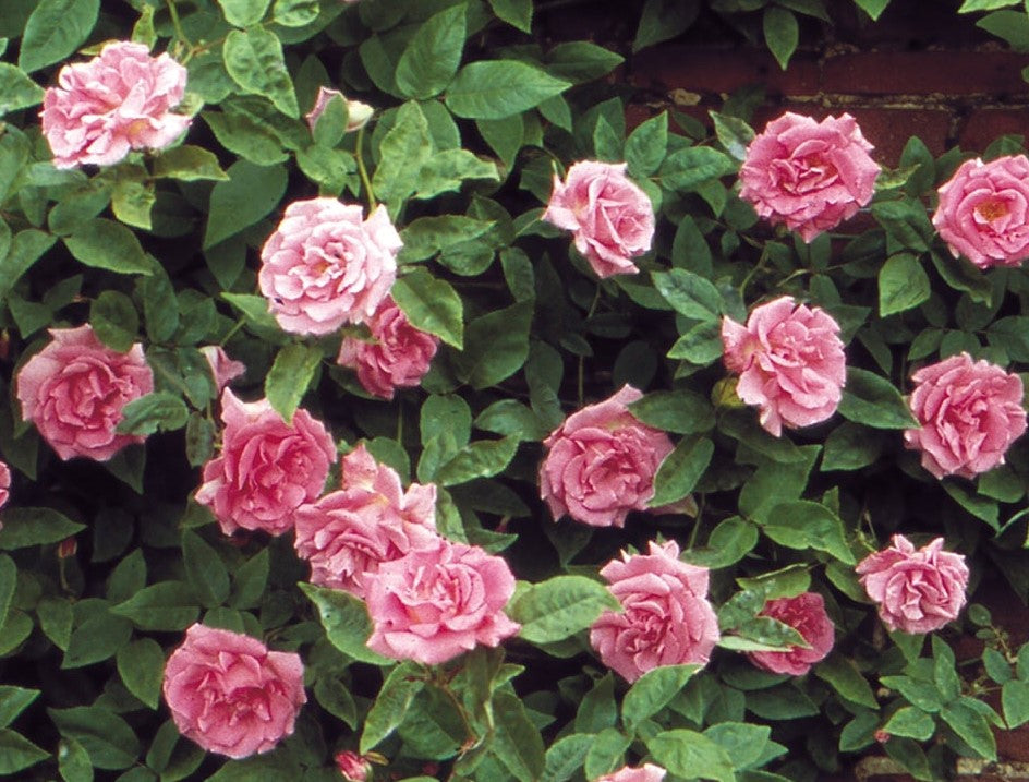 Climbing Rose | Zéphirine Drouhin Rose | French Bourbon Rose