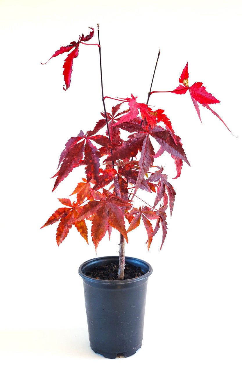 Dwarf Japanese Maple | Acer palmatum