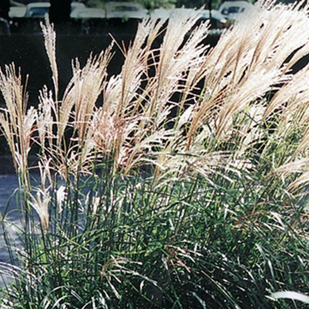 Dwarf Maiden Grass | Miscanthus sinensis 'Adagio'