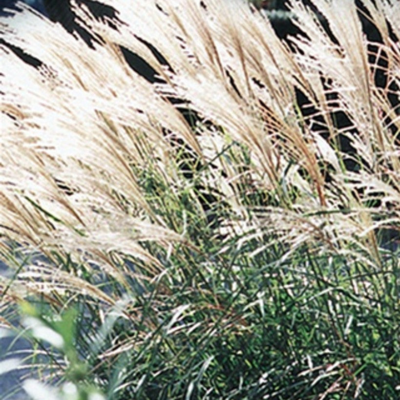 Dwarf Maiden Grass | Miscanthus sinensis 'Adagio'