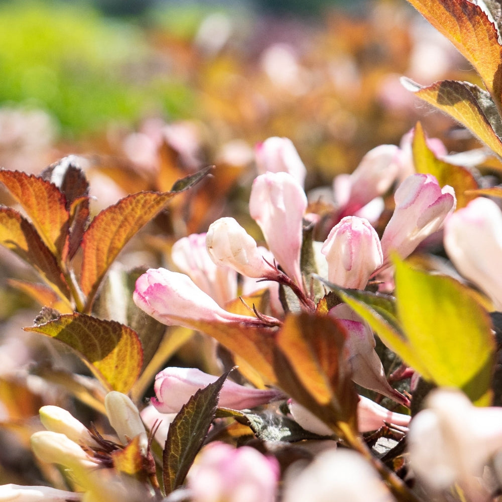Afterglow™ Weigela