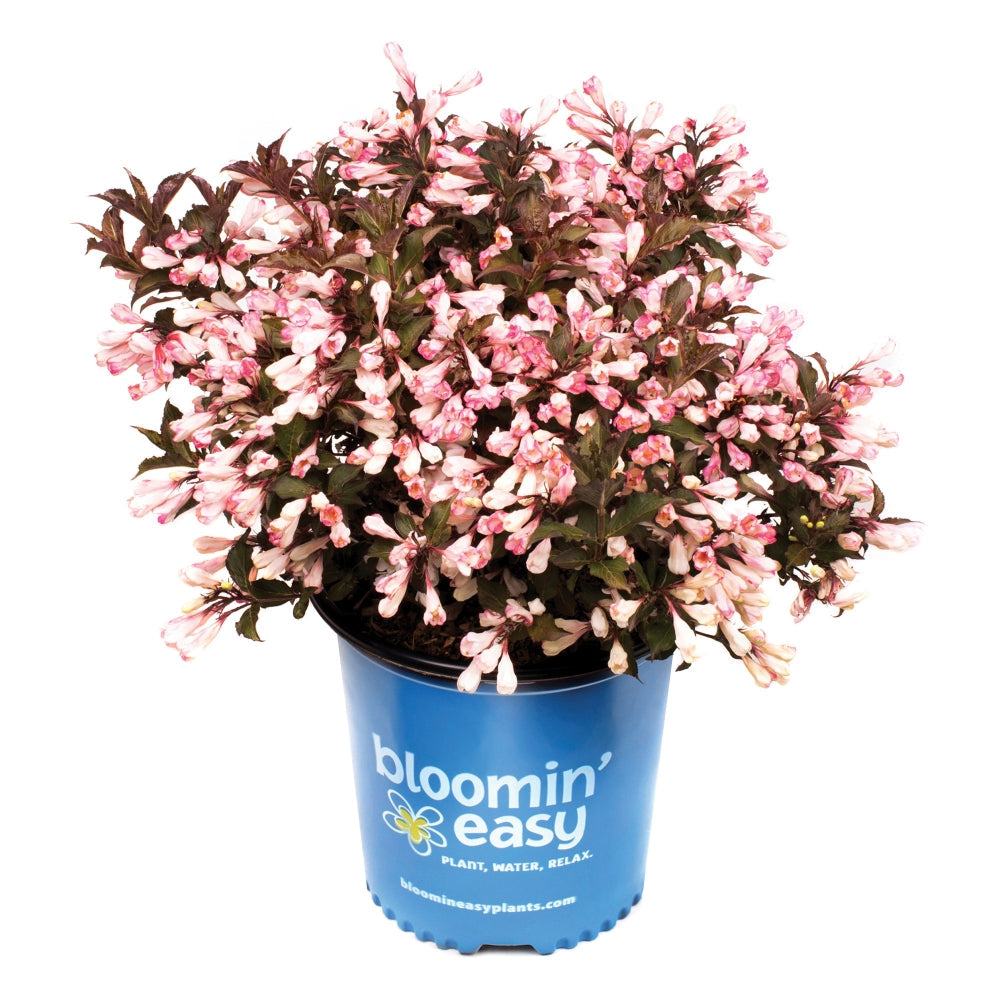 Afterglow™ Weigela