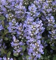 Chocolate Chip Ajuga | Bugleweed| Ajuga reptans 'Chocolate Chip'