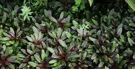 Chocolate Chip Ajuga | Bugleweed| Ajuga reptans 'Chocolate Chip'