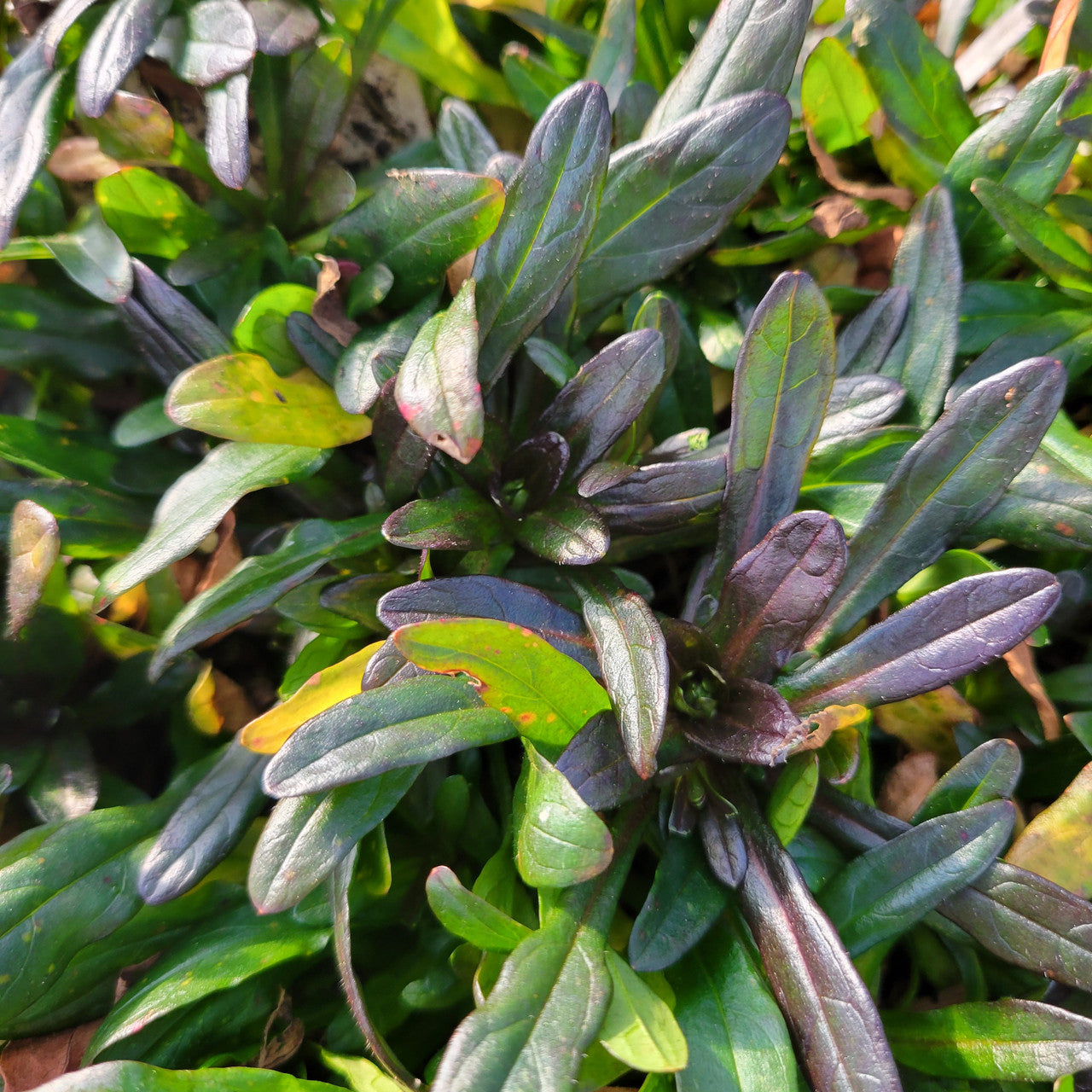Chocolate Chip Ajuga | Bugleweed| Ajuga reptans 'Chocolate Chip'