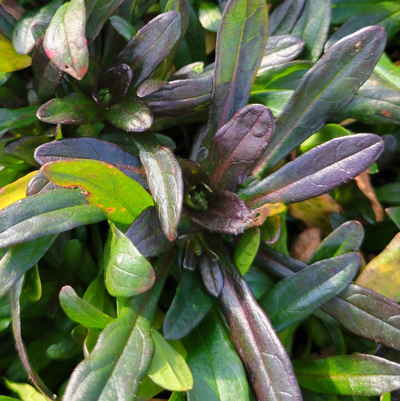 Chocolate Chip Ajuga | Bugleweed| Ajuga reptans 'Chocolate Chip'