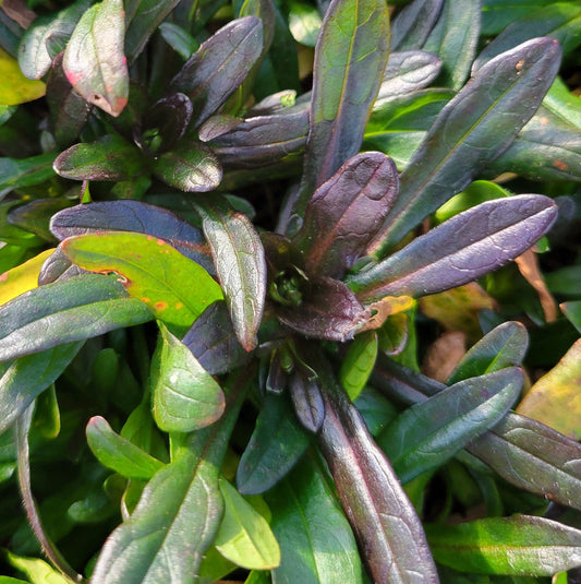 Chocolate Chip Ajuga | Bugleweed| Ajuga reptans 'Chocolate Chip'