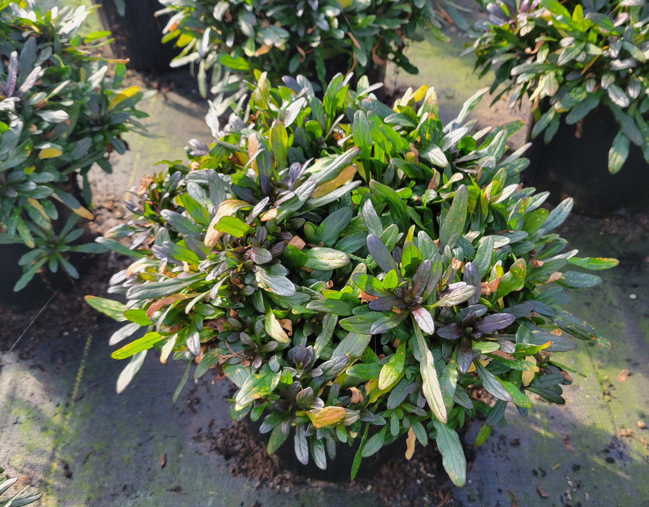 Chocolate Chip Ajuga | Bugleweed| Ajuga reptans 'Chocolate Chip'