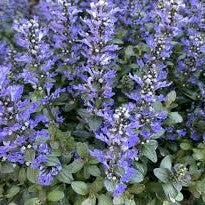 Chocolate Chip Ajuga | Bugleweed| Ajuga reptans 'Chocolate Chip'