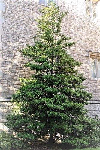 American Holly - Ilex opaca