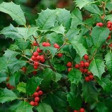 American Holly - Ilex opaca