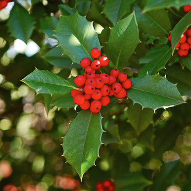 American Holly - Ilex opaca