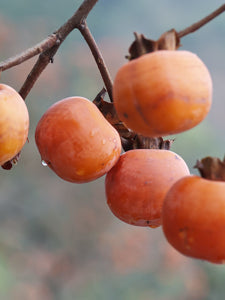 American Persimmon Tree