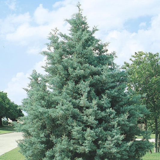 Carolina Sapphire Cypress