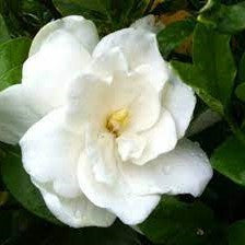 August Beauty Gardenia