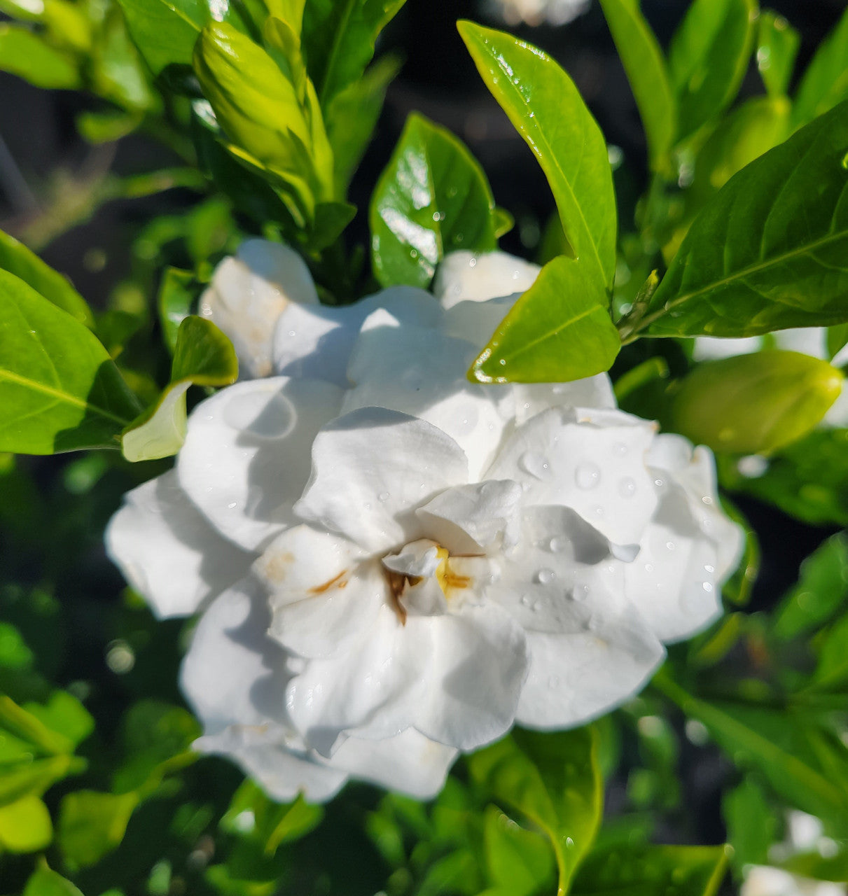 August Beauty Gardenia