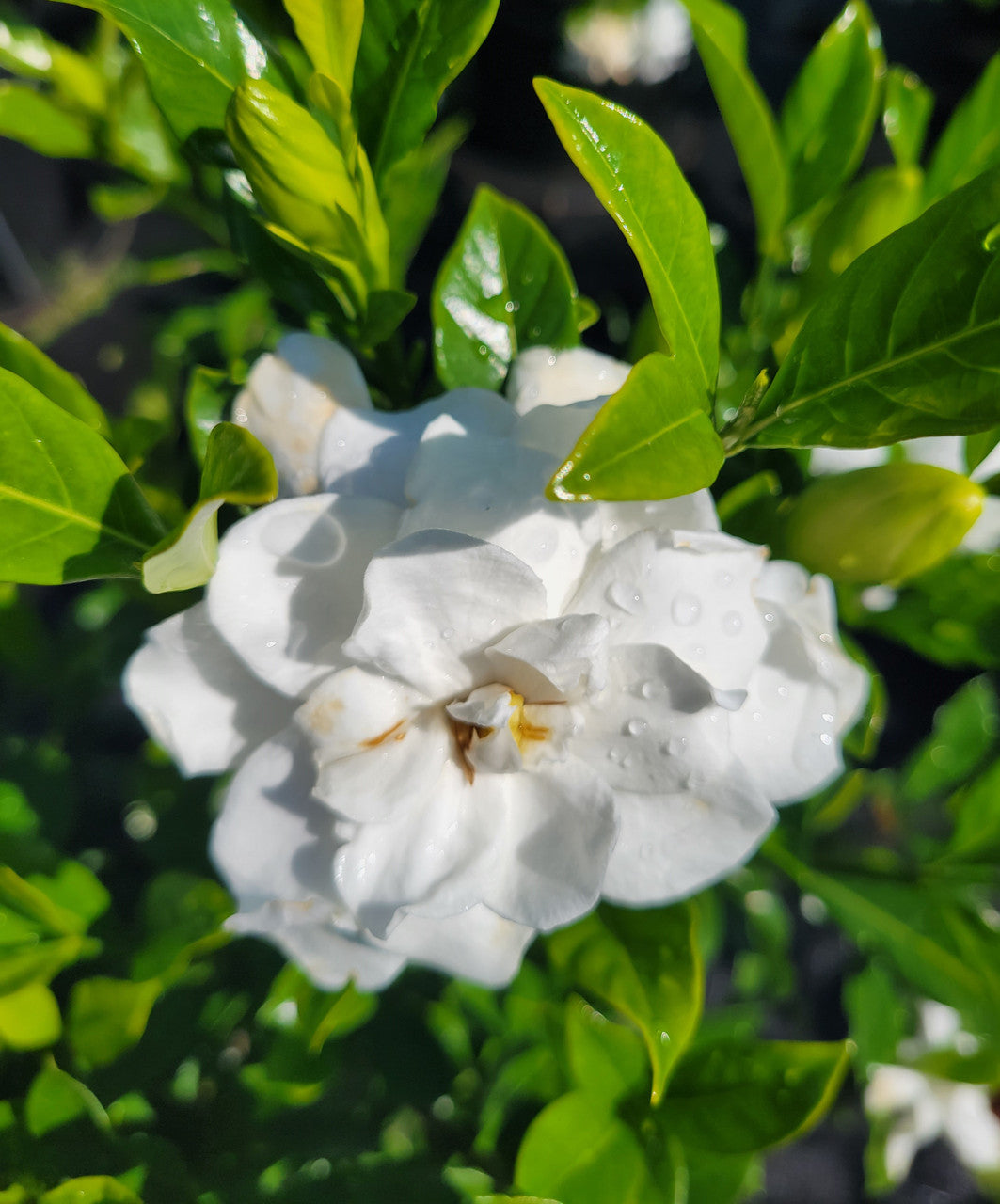 August Beauty Gardenia