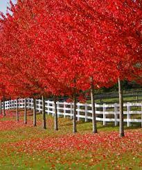 Autumn Blaze Maple ® Tree