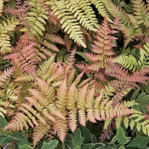 'Brilliance' Autumn Fern