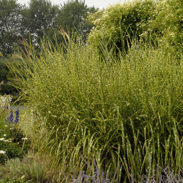 Porcupine Grass | Miscanthus sinensis 'Strictus'