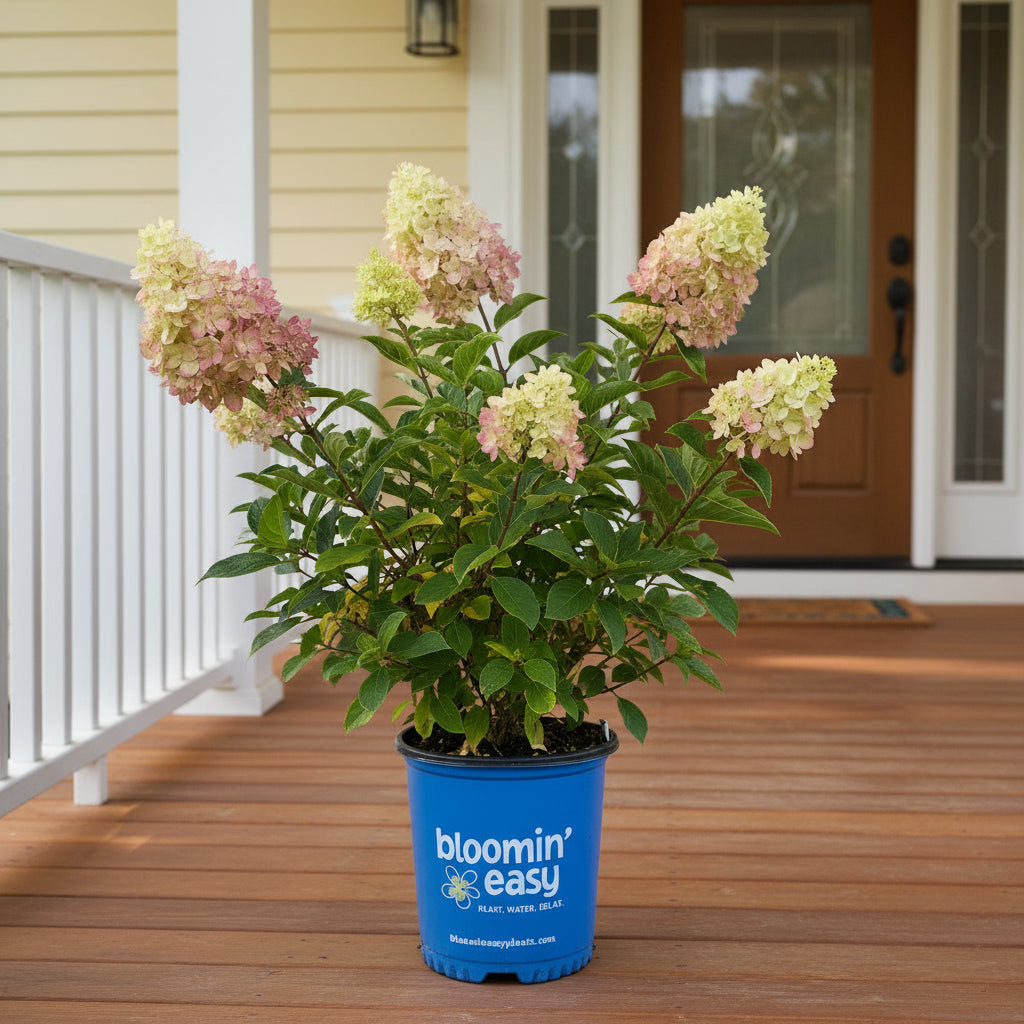 Dragon Baby Hardy Hydrangea ™  | Compact Panicle Hydrangea