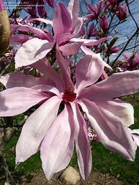 Betty Magnolia |  Pink Tulip Tree