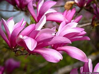 Betty Magnolia |  Pink Tulip Tree