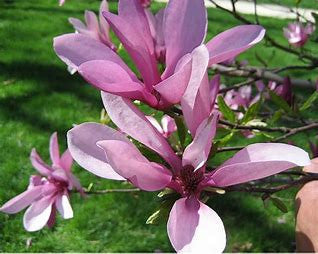 Betty Magnolia |  Pink Tulip Tree