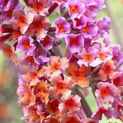 Bicolor Butterfly Bush | Fragrant Pollinator Shrub
