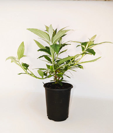 Bicolor Butterfly Bush | Fragrant Pollinator Shrub