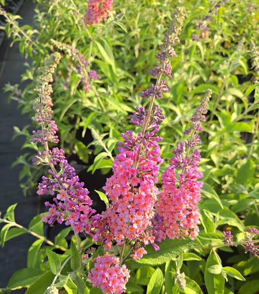 Bicolor Butterfly Bush | Fragrant Pollinator Shrub