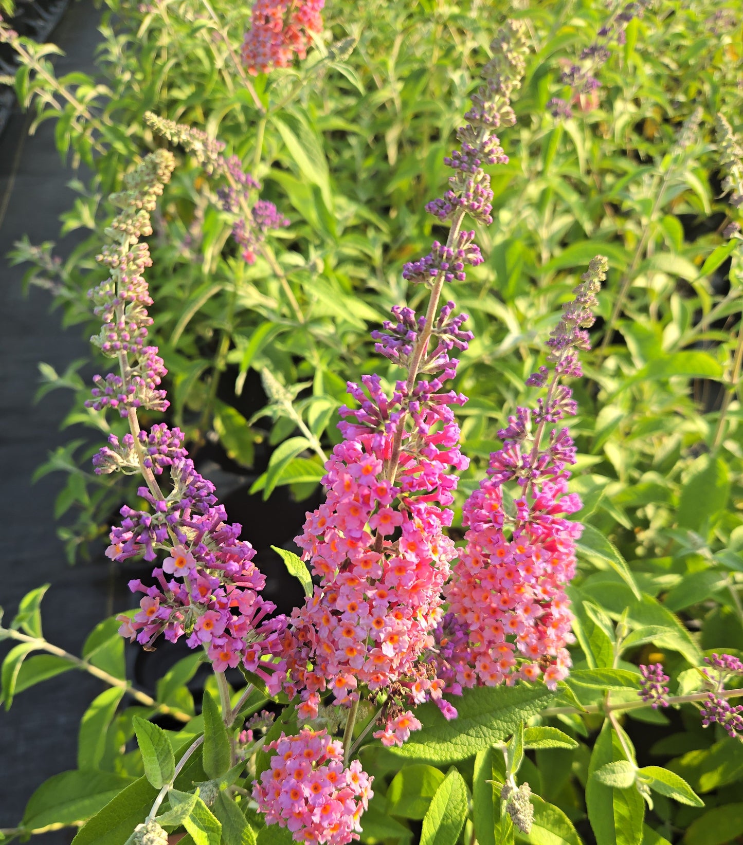 Pollinator Starter Kit | Buddleia Bicolor & Nepeta 'Cat's Meow'