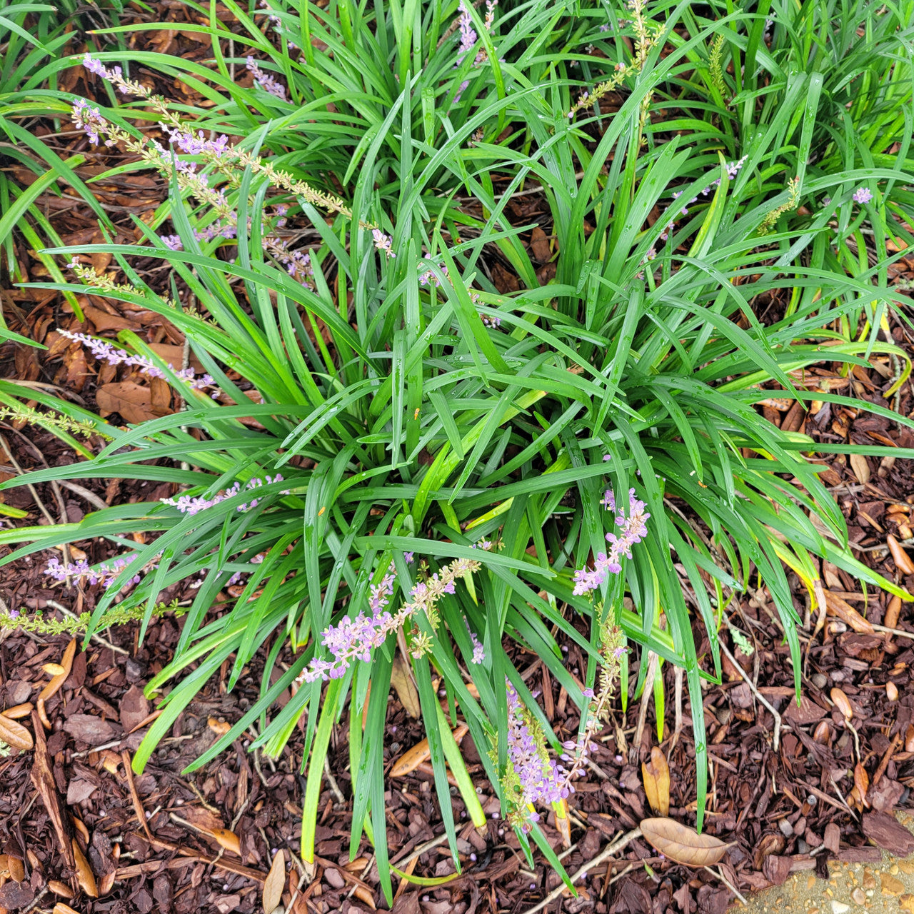 Big Blue Liriope | Monkey Grass