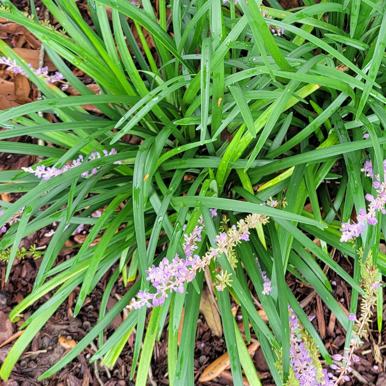Big Blue Liriope | Monkey Grass