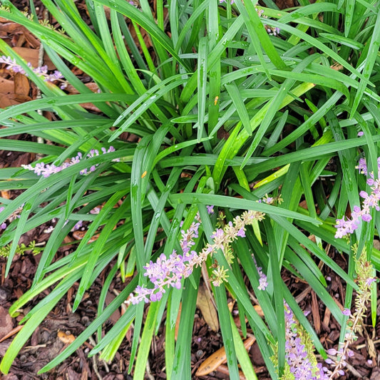 Big Blue  Liriope |  Monkey Grass