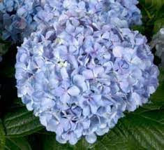 Big Daddy Hydrangea